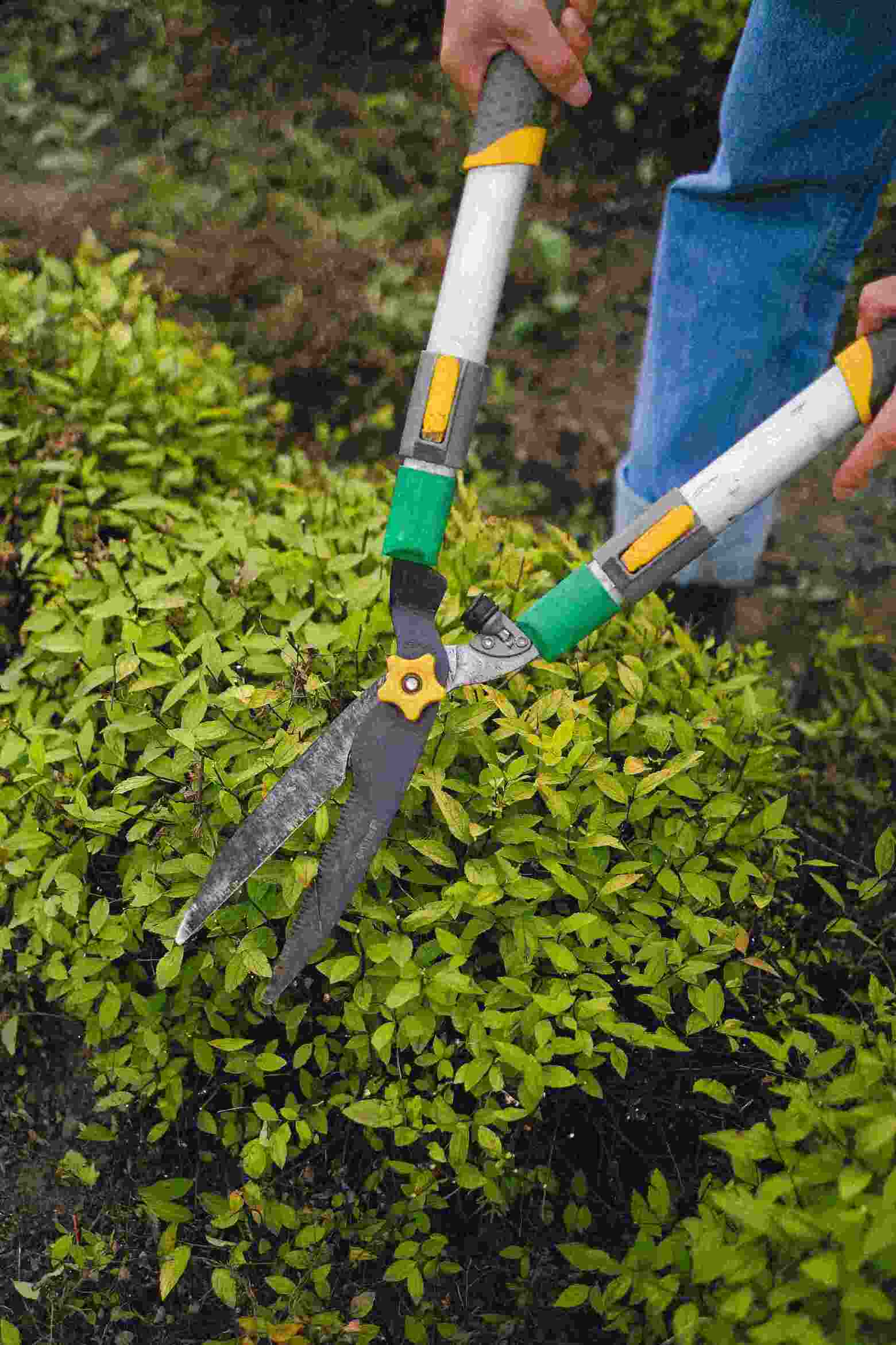 plant trimming